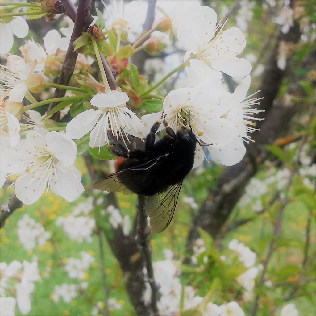 A bee on a flowering tree. There is every pixel a part of a living organism on the picture.
But what is the definition of life?